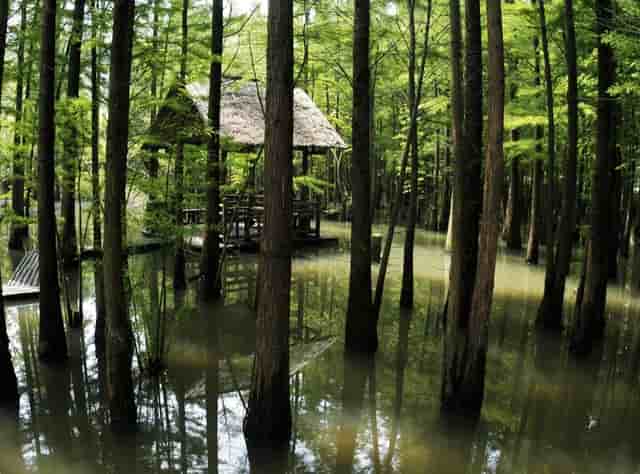 数藏圈的一匹黑马——火兔“FIRE BUNNY”