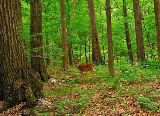 袖虎养宠秘笈：宠物喂养的十大误区
