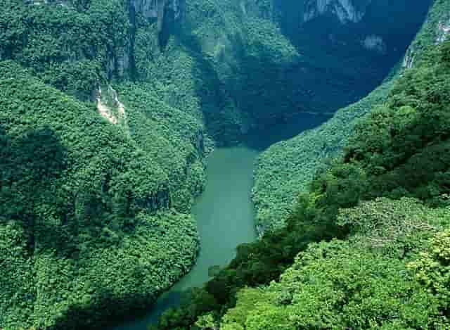 袖虎病猫攻略：猫的多囊肾是什么