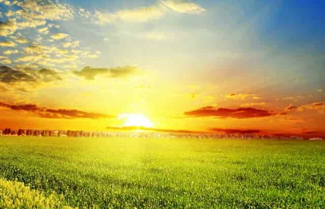 袖虎病狗攻略：犬瘟热是怎么回事