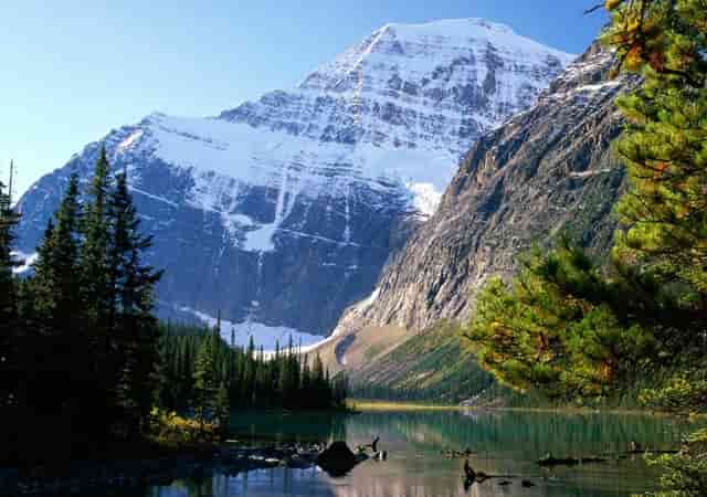 袖虎病猫攻略：猫指甲开裂可怕吗？别把自己吓到了