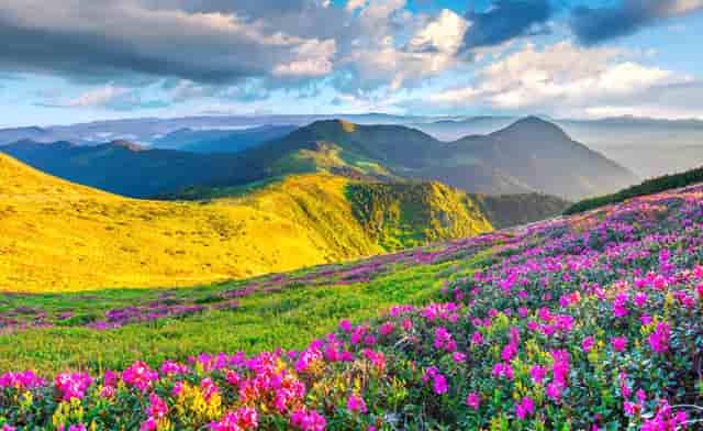 袖虎病狗攻略：狗狗晕车怎么办