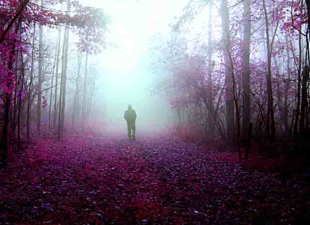 袖虎病猫攻略：猫多大可以配种？