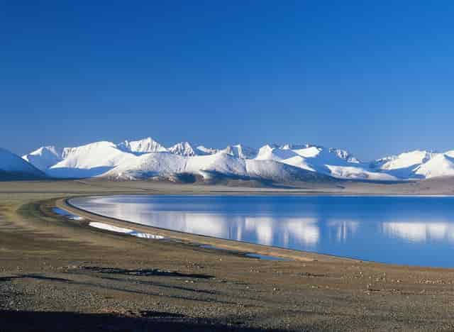 袖虎病猫攻略：猫咪常见骨骼疾病