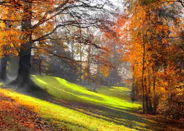 袖虎宠物为你揭露宠物行业加盟套路