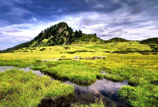 狗狗掉毛困扰，袖虎来支招！