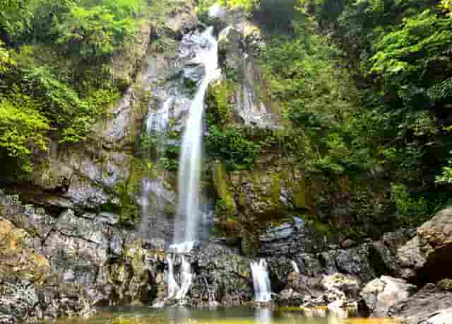 袖虎病猫攻略：用蚊香真的会死猫吗？