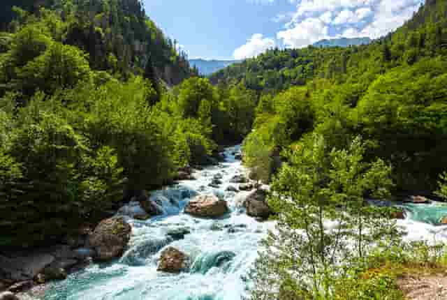 袖虎病狗攻略：不让碰爪爪？小心这是病