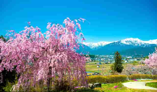 袖虎病狗攻略：幼犬要打哪些疫苗